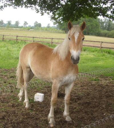 Darling-15-Jahre